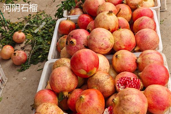 石榴如何传播种子，以自身传播、动物传播、人工传播为主