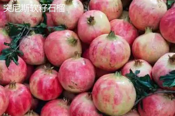 石榴如何传播种子，以自身传播、动物传播、人工传播为主