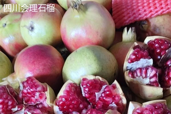 石榴如何传播种子，以自身传播、动物传播、人工传播为主