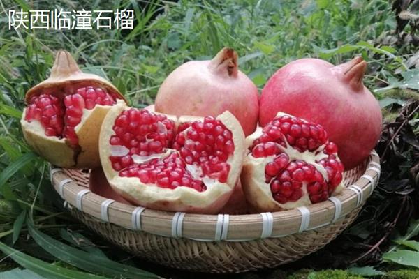 石榴如何传播种子，以自身传播、动物传播、人工传播为主