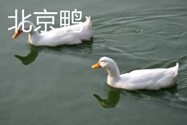 鸭子的种类有哪些，常见的有建昌鸭、北京鸭等