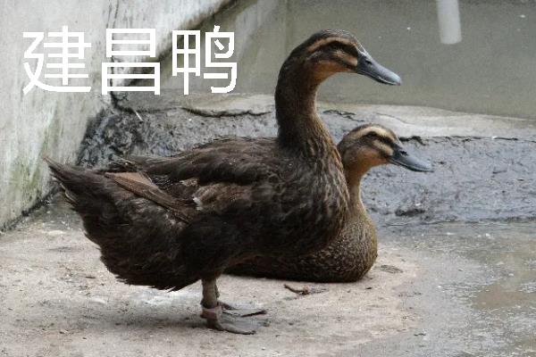 鸭子的种类有哪些，常见的有建昌鸭、北京鸭等