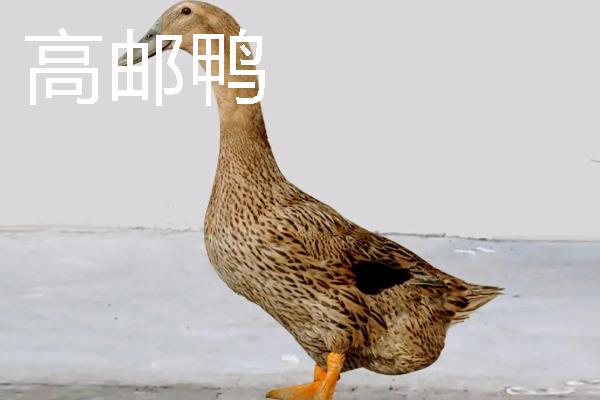 鸭子的种类有哪些，常见的有建昌鸭、北京鸭等
