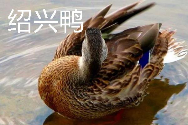 鸭子的种类有哪些，常见的有建昌鸭、北京鸭等