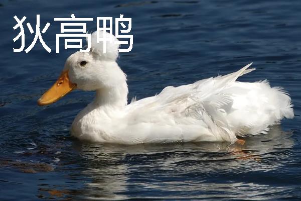 鸭子的种类有哪些，常见的有建昌鸭、北京鸭等