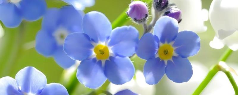 勿忘我花的外观，总状花序顶生、花朵呈浅蓝色
