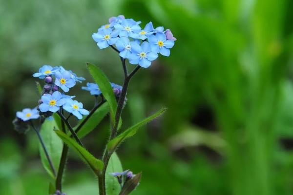 勿忘我花的外观，总状花序顶生、花朵呈浅蓝色