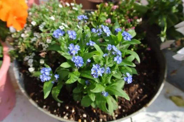 勿忘我花的外观，总状花序顶生、花朵呈浅蓝色