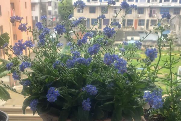 勿忘我花的外观，总状花序顶生、花朵呈浅蓝色