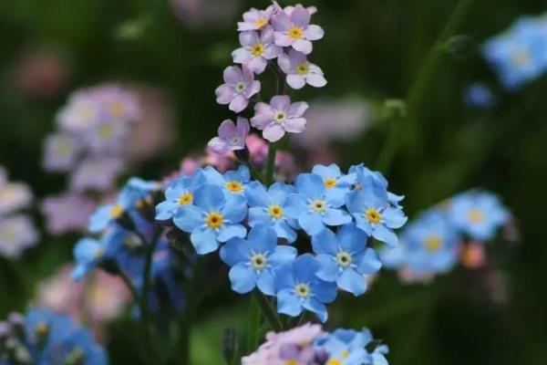 勿忘我花的外观，总状花序顶生、花朵呈浅蓝色
