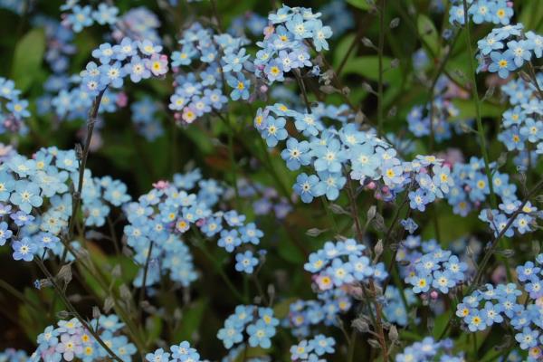 勿忘我花的外观，总状花序顶生、花朵呈浅蓝色