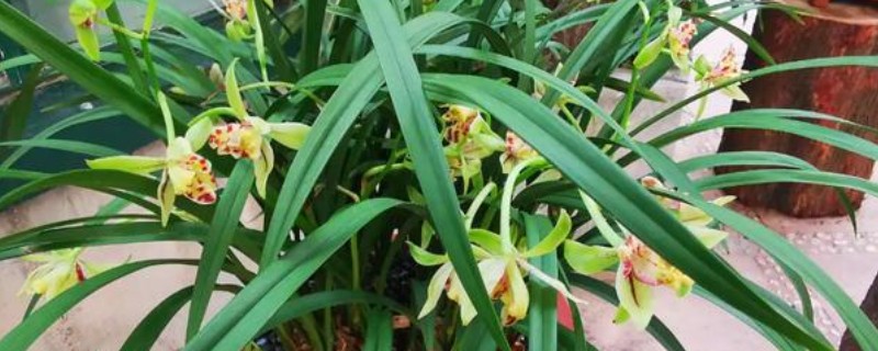 建兰的品种，有青山玉泉、夏皇梅等