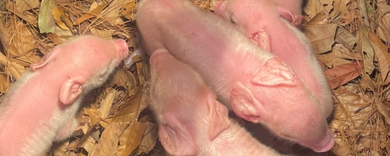 新生小猪奶粉吃多了拉稀的治疗方法，首先给小猪注射五联血抗