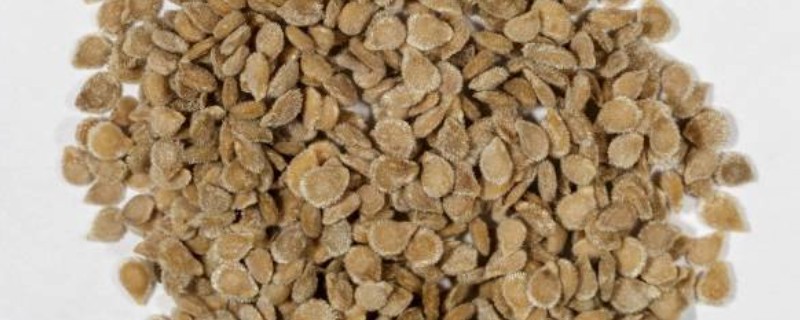 樱桃番茄的种子在发芽期间要注意什么,先接受散光再逐渐接受强光