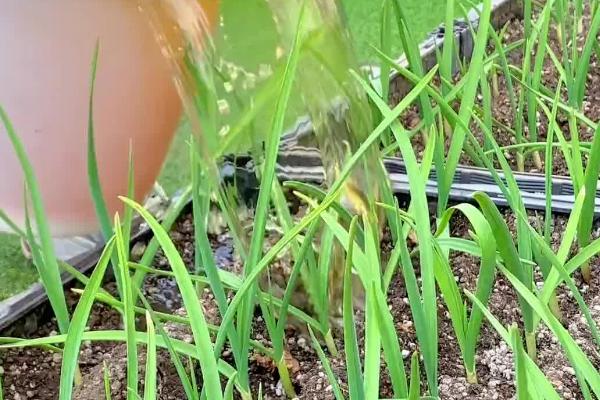 种植蒜苗变软的原因，可能是缺乏养分所致