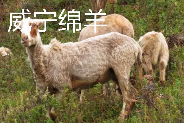 贵州优良的畜禽品种，有关岭黄牛、威宁绵羊等