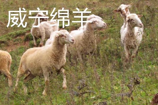 贵州优良的畜禽品种，有关岭黄牛、威宁绵羊等