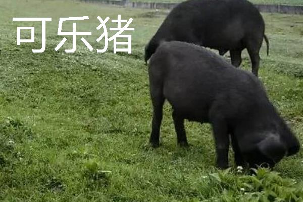 贵州优良的畜禽品种，有关岭黄牛、威宁绵羊等