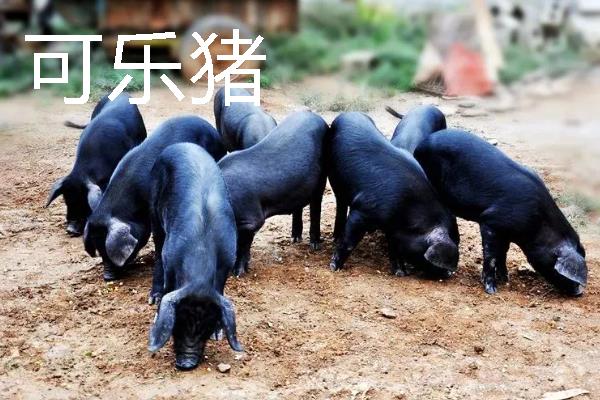 贵州优良的畜禽品种，有关岭黄牛、威宁绵羊等