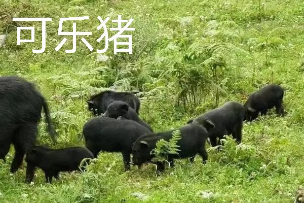 贵州优良的畜禽品种，有关岭黄牛、威宁绵羊等