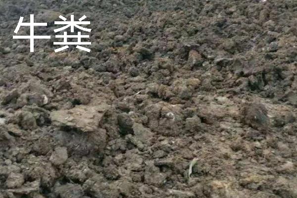 贵州优良的畜禽品种，有关岭黄牛、威宁绵羊等