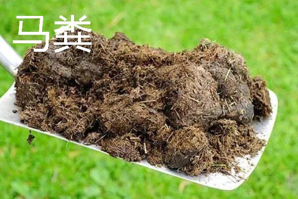 贵州优良的畜禽品种，有关岭黄牛、威宁绵羊等