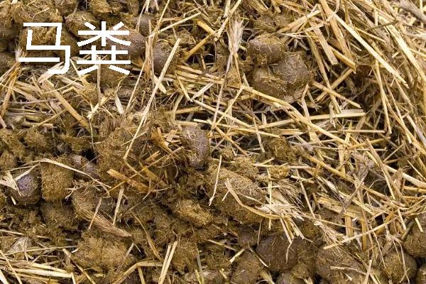 贵州优良的畜禽品种，有关岭黄牛、威宁绵羊等