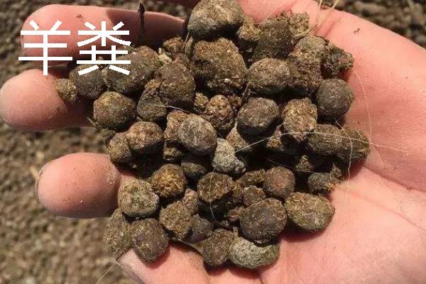 贵州优良的畜禽品种，有关岭黄牛、威宁绵羊等