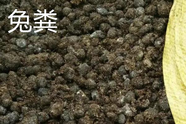 贵州优良的畜禽品种，有关岭黄牛、威宁绵羊等