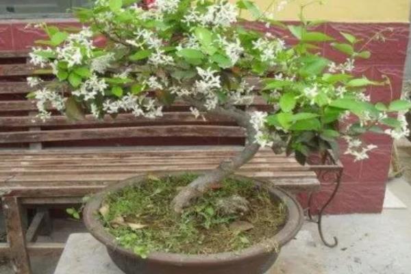 丁香花如何越冬，将环境的温度控制在15-20度
