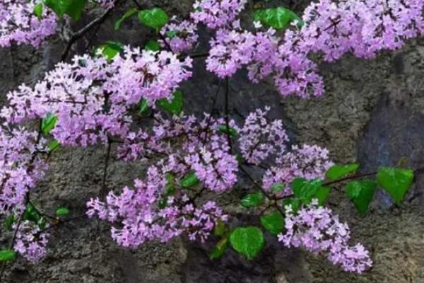 丁香花如何越冬，将环境的温度控制在15-20度
