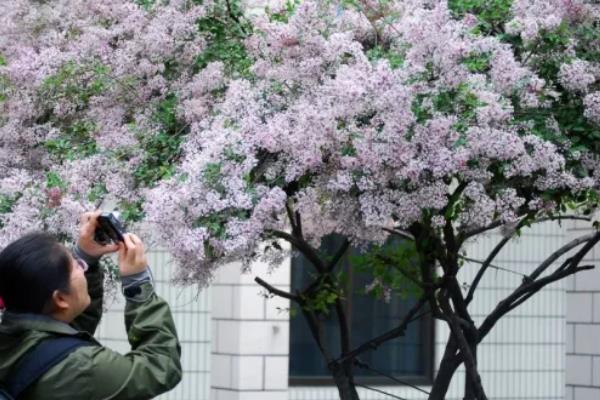 丁香花如何越冬，将环境的温度控制在15-20度