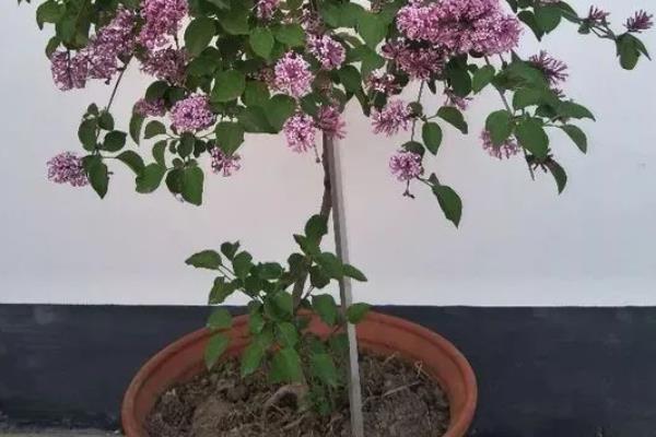 丁香花如何越冬，将环境的温度控制在15-20度