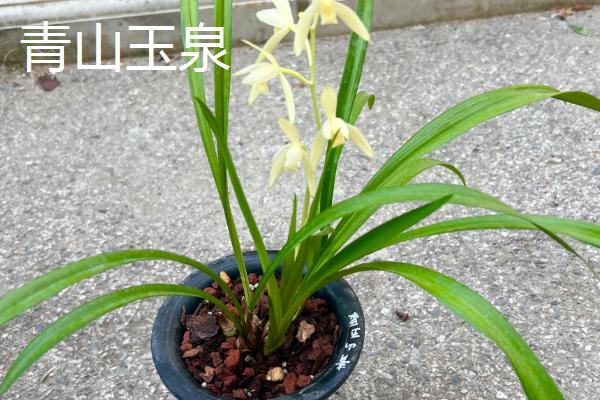建兰的品种,有青山玉泉、夏皇梅等