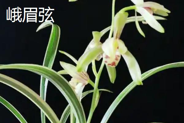 建兰的品种,有青山玉泉、夏皇梅等