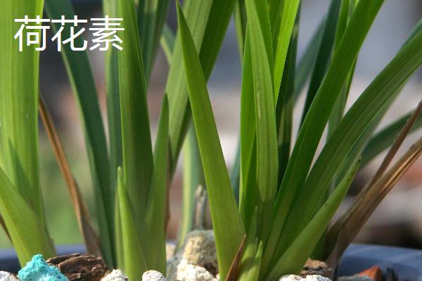 建兰的品种,有青山玉泉、夏皇梅等