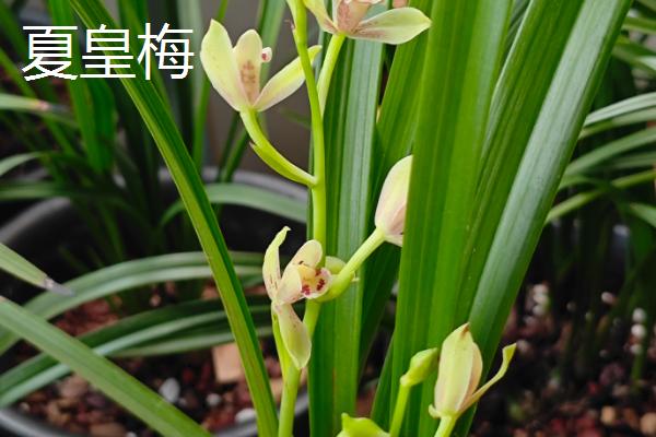 建兰的品种,有青山玉泉、夏皇梅等