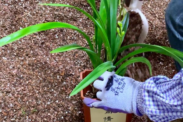 建兰的品种,有青山玉泉、夏皇梅等