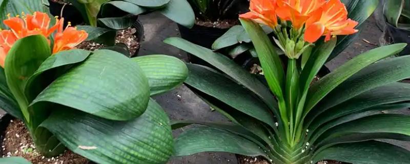 君子兰叶片下垂浑身无力的原因，可能是光线过强所致