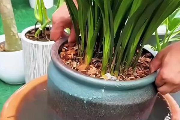 建兰的品种,有青山玉泉、夏皇梅等