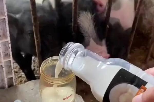 新生小猪奶粉吃多了拉稀的治疗方法,首先给小猪注射五联血抗