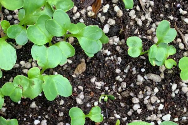 樱桃番茄的种子在发芽期间要注意什么，先接受散光再逐渐接受强光