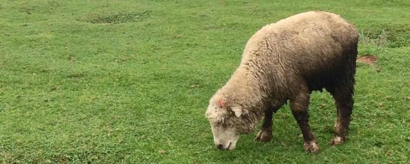 贵州优良的畜禽品种，有关岭黄牛、威宁绵羊等