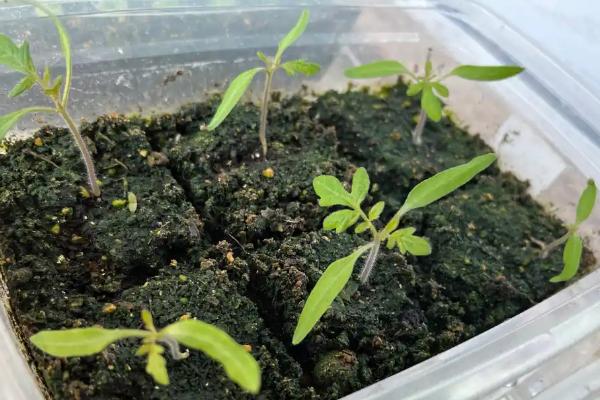 樱桃番茄的种子在发芽期间要注意什么，先接受散光再逐渐接受强光