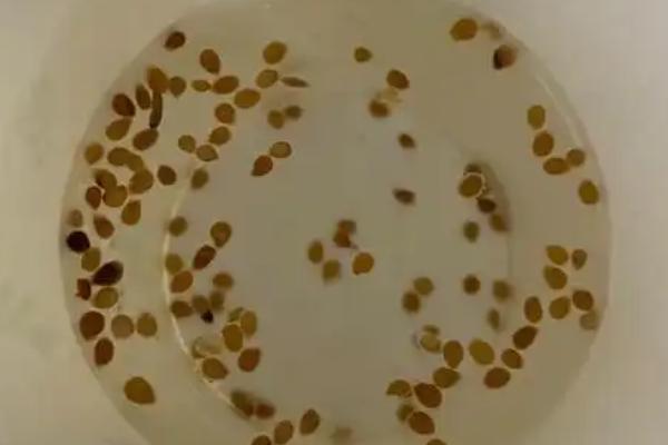 樱桃番茄的种子在发芽期间要注意什么，先接受散光再逐渐接受强光