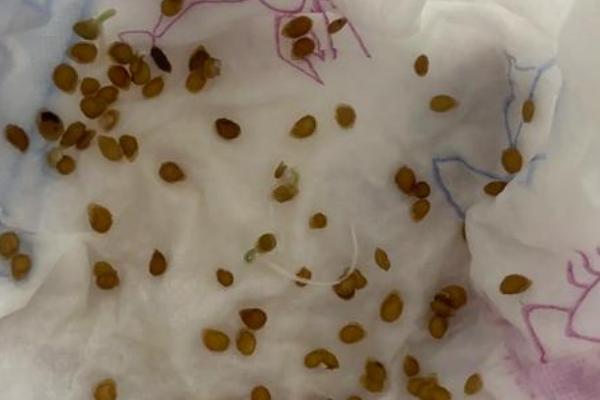 樱桃番茄的种子在发芽期间要注意什么，先接受散光再逐渐接受强光