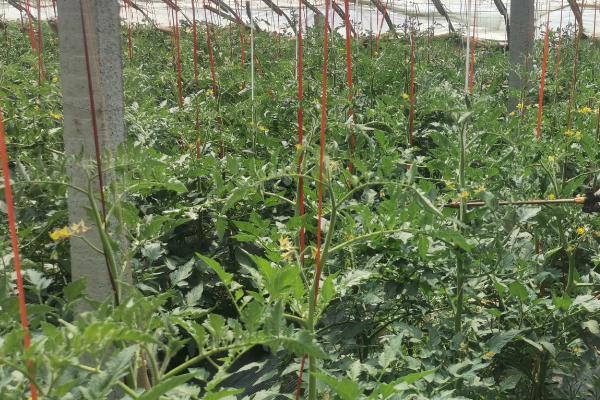 樱桃番茄的种子在发芽期间要注意什么，先接受散光再逐渐接受强光