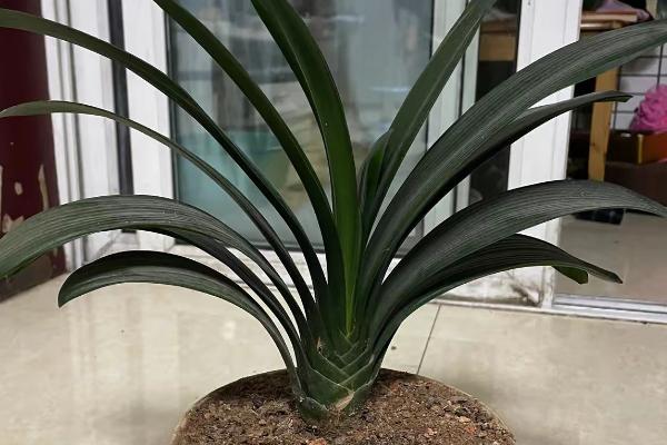 君子兰叶片下垂浑身无力的原因,可能是光线过强所致
