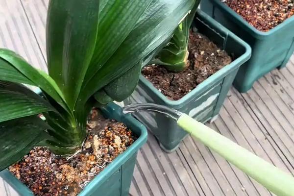 君子兰叶片下垂浑身无力的原因,可能是光线过强所致