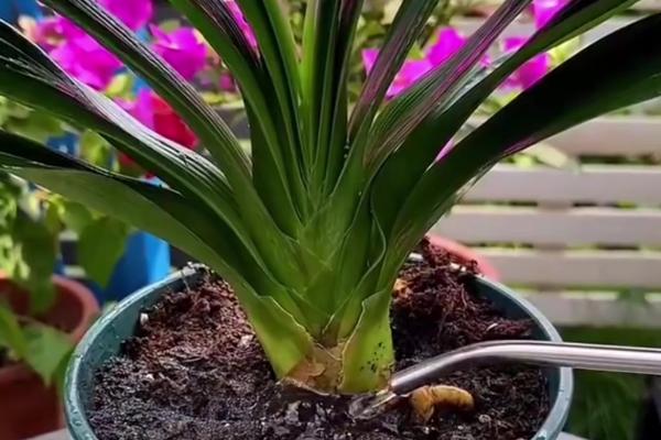 君子兰叶片下垂浑身无力的原因,可能是光线过强所致